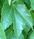 موچسب - معرفی و راهنمای پرورش و نگهداری گیاهان زینتی فضای باز